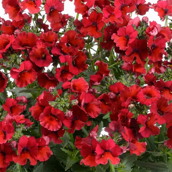 [送料無料]ネメシア：ネシア　バーガンディ3.5号ポット 12株セット