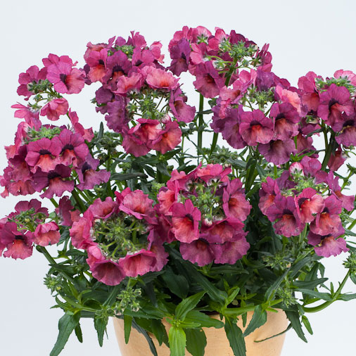 [送料無料]ネメシア：ネシア　マジェンタ3.5号ポット 12株セット