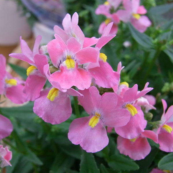 [送料無料]ネメシア：メーテル　萌々子（モモコ）3.5号ポット 12株セット