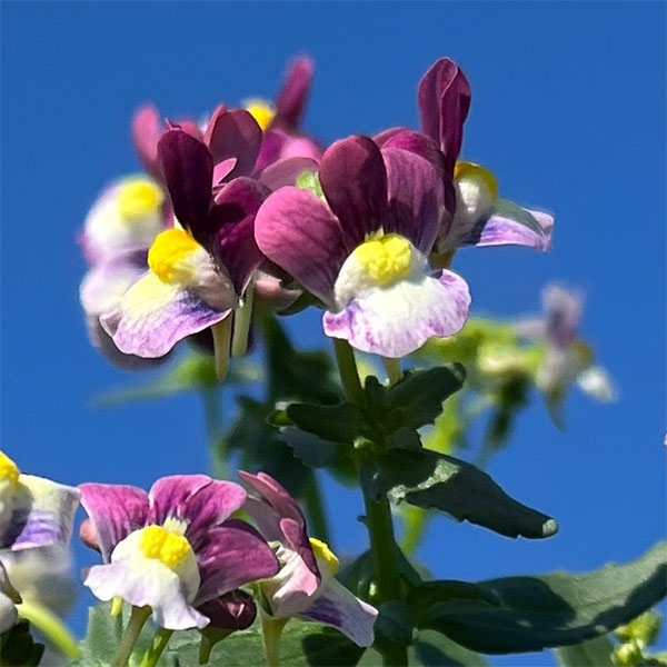 [送料無料]ネメシア：メノール　デュアルボルドー3-3.5号ポット 12株セット