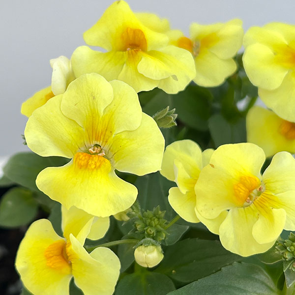 [送料無料]ネメシア：モフモフ  イエロー3.5号ポット 12株セット