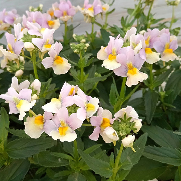 [送料無料]ネメシア：レモンパイ3.5号ポット* 12株セット