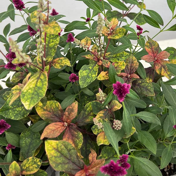 [送料無料]（わけあり特価）アルテルナンセラ千紅花火とマーブルクイーンの寄せ植え3号ポット 12株セット