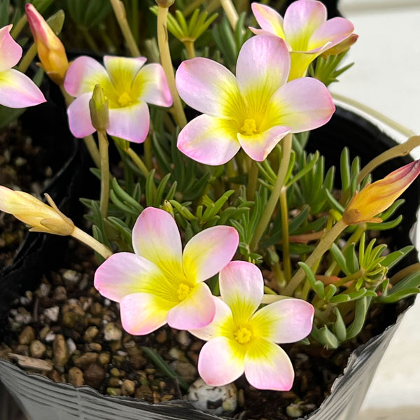 [送料無料]オキザリス：くみこ 3.5号ポット 12株セット[10月～3月頃開花　淡ピンクの小花が愛らしい新品種　球根植物]