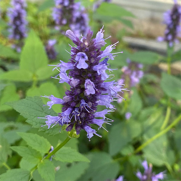 [送料無料]アガスターシェ：ブラックアダー 3.5号ポット 12株セット