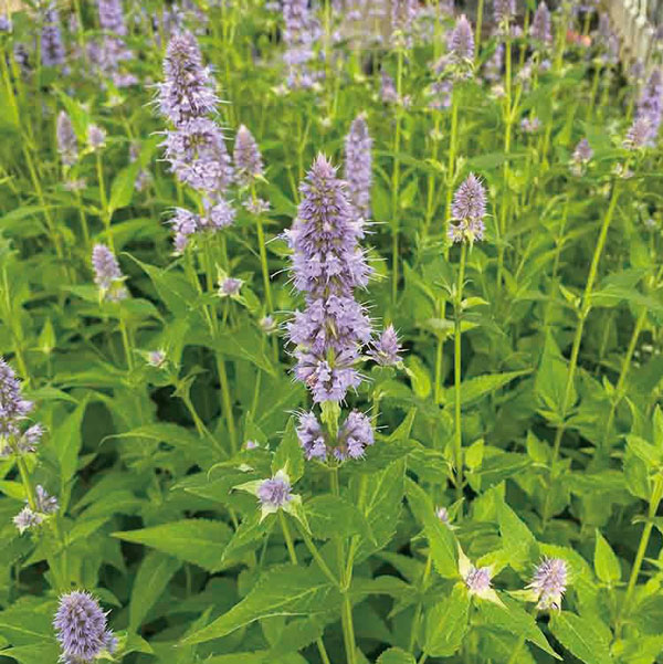 [送料無料]アガスターシェ：ブルーフォーチュン3.5号ポット 12株セット