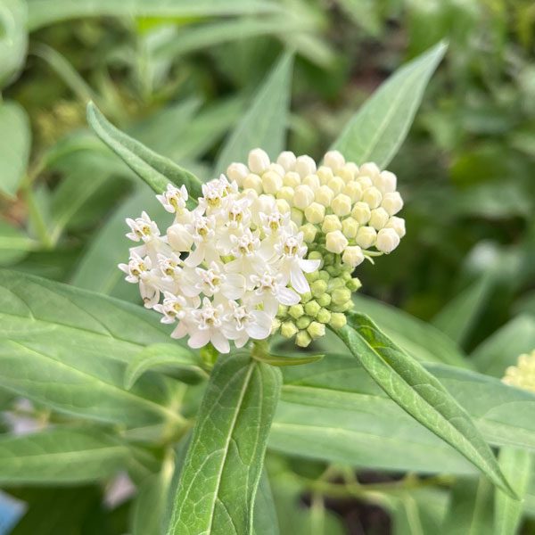 [送料無料]アスクレピアス：インカルナータ・アイスバレー（白花）3.5号ポット 12株セット