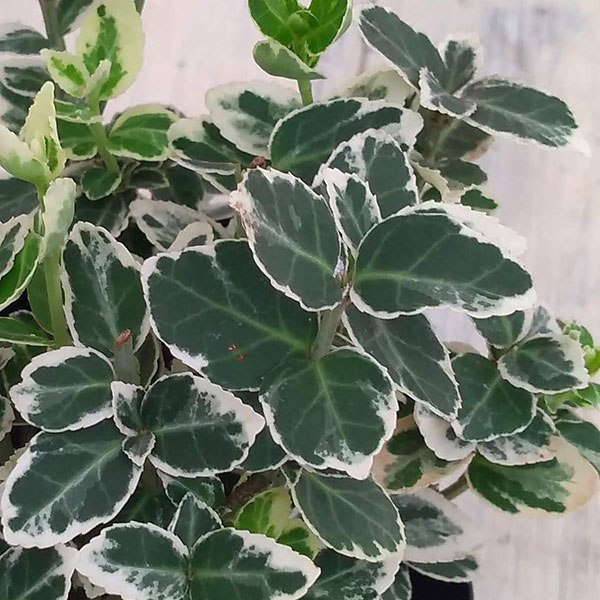 [送料無料]アメリカツルマサキ：エメラルドガイディ（白斑）3号ポット 12株セット