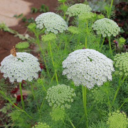 [送料無料]アンミ　ビスナガ3-3.5号ポット 12株セット