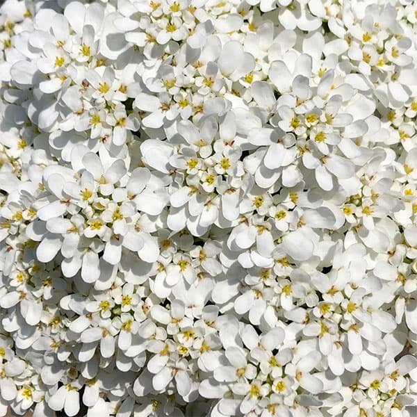 [送料無料]イベリス：エンジェルベール3.5号ポット 12株セット