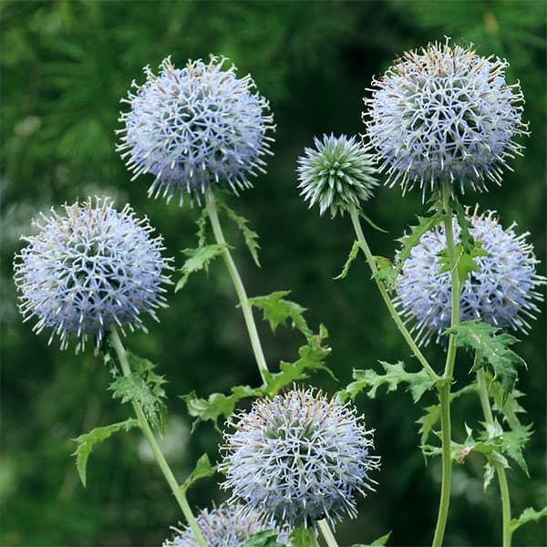 [送料無料]エキノプス（ルリタマアザミ）：プラチナブルー3.5号ポット 12株セット