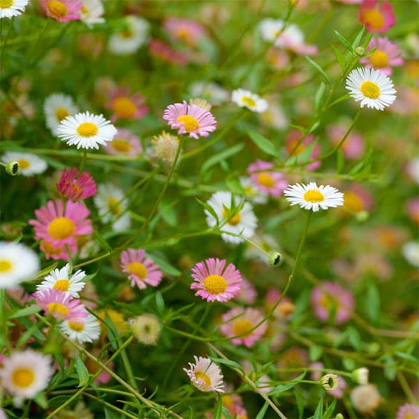 [送料無料]エリゲロン カルビンスキアヌス3-3.5号ポット 12株セット