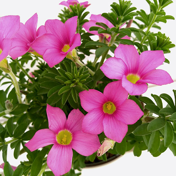 [送料無料]オキザリス：ヒルタ3.5号ポット 12株セット