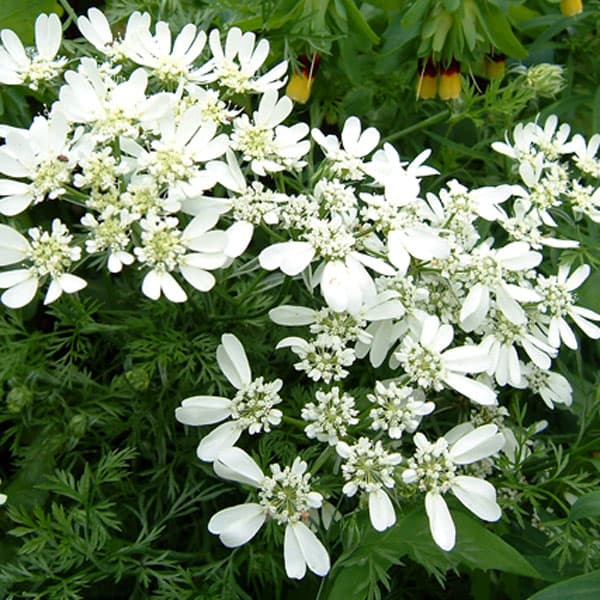 [送料無料]オルレア（オルラヤ）：グランディフローラ3-3.5号ポット 12株セット