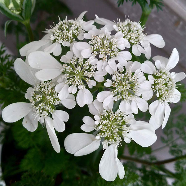 [送料無料]オルレア（オルレイヤ）:ホワイトレース3-3.5号ポット 12株セット