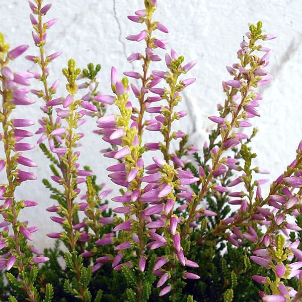 [送料無料]（わけあり特価）カルーナ：ガーデンガールズ・ピンク系3号ポット 12株セット