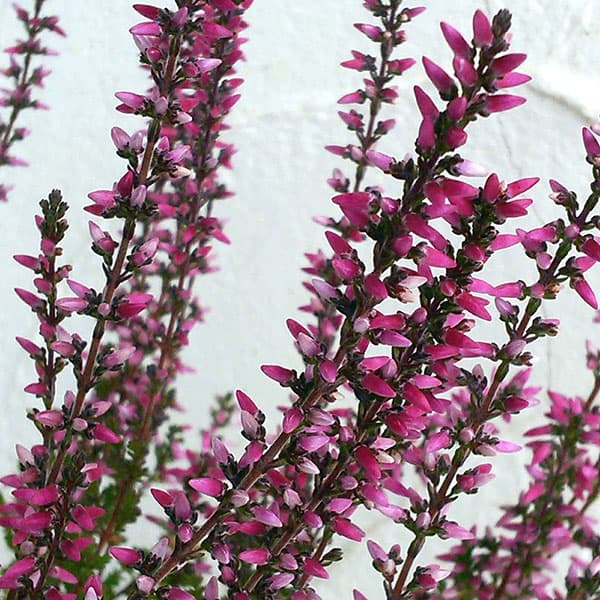 [送料無料]（わけあり特価）カルーナ：ガーデンガールズ・レッド系3号ポット 12株セット