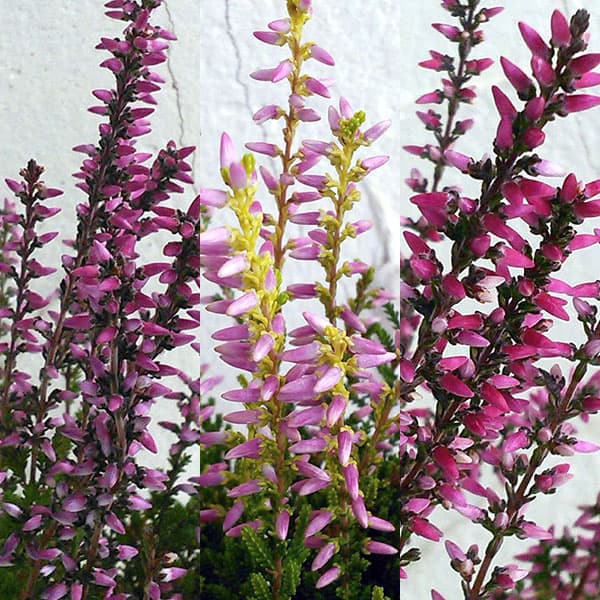 [送料無料]カルーナ：ガーデンガールズ・ローズ系3号ポット 12株セット