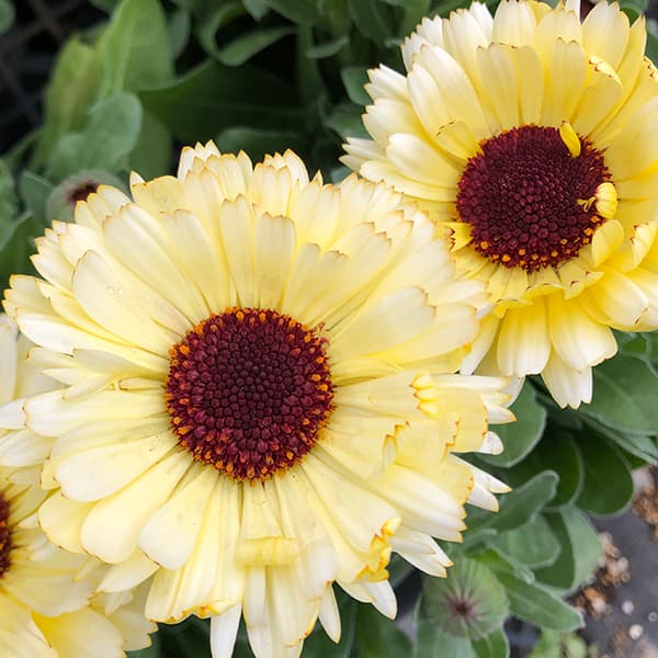 [送料無料]カレンデュラ：スノープリンセス3.5号ポット 12株セット