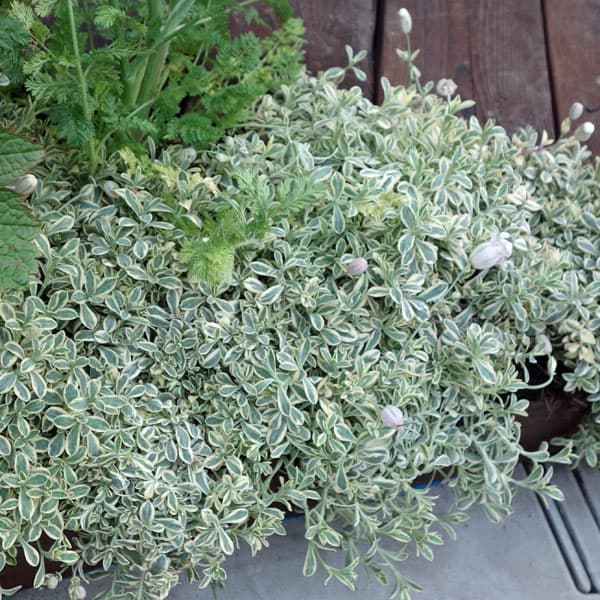 [送料無料]シレネ：ユニフローラ・バリエガータ2.5-3号ポット 12株セット