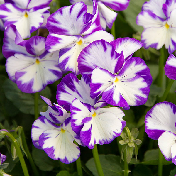 [送料無料]スミレ（宿根ビオラ）：レベッカ3号ポット 12株セット