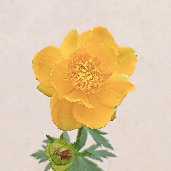 [送料無料]トロリウス（西洋キンバイソウ）：ゴールデンクィーン3.5号ポット 12株セット