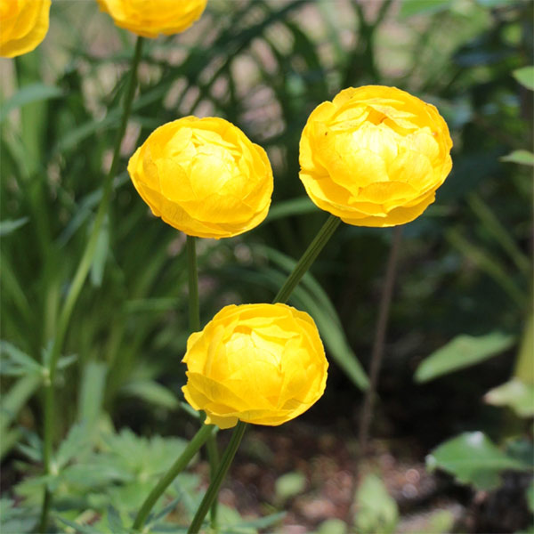 [送料無料]トロリウス（西洋キンバイソウ）：レモンスプリーム3-3.5号ポット 12株セット