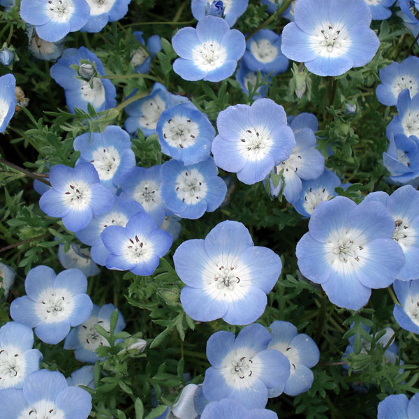 [送料無料]ネモフィラ：インシグニスブルー（青花）3-3.5号ポット 12株セット