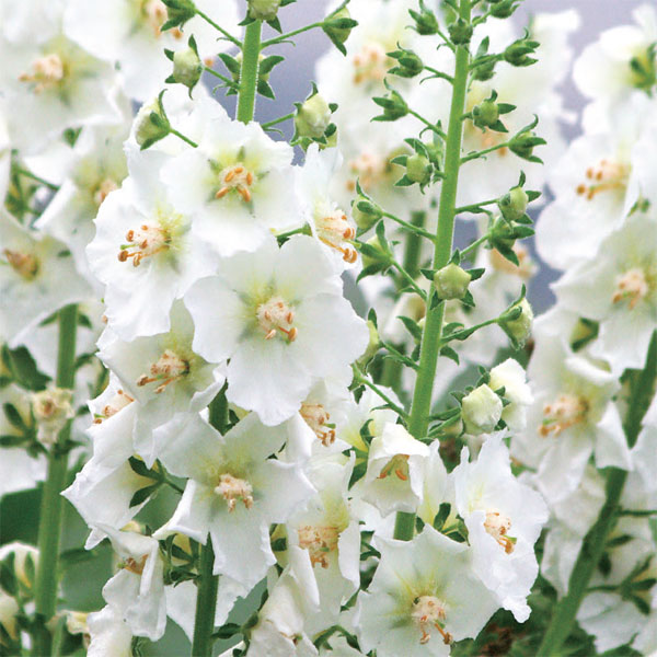 [送料無料]バーバスカム：ホワイトブライド 3.5号ポット 12株セット