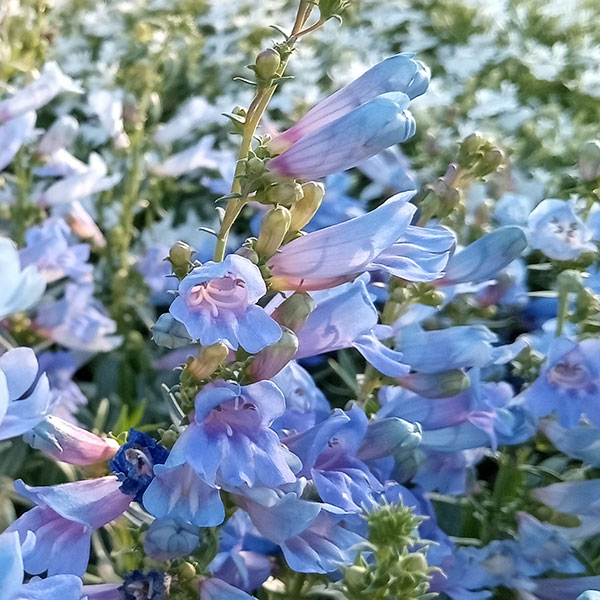 [送料無料]ペンステモン：エレクトリックブルー 3.5号ポット 12株セット