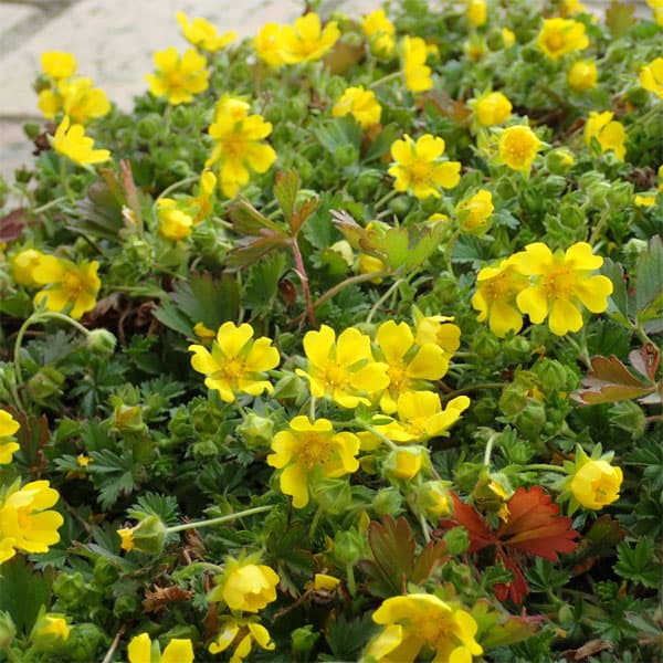 [送料無料]ポテンティラ：ベルナ3号ポット 12株セット