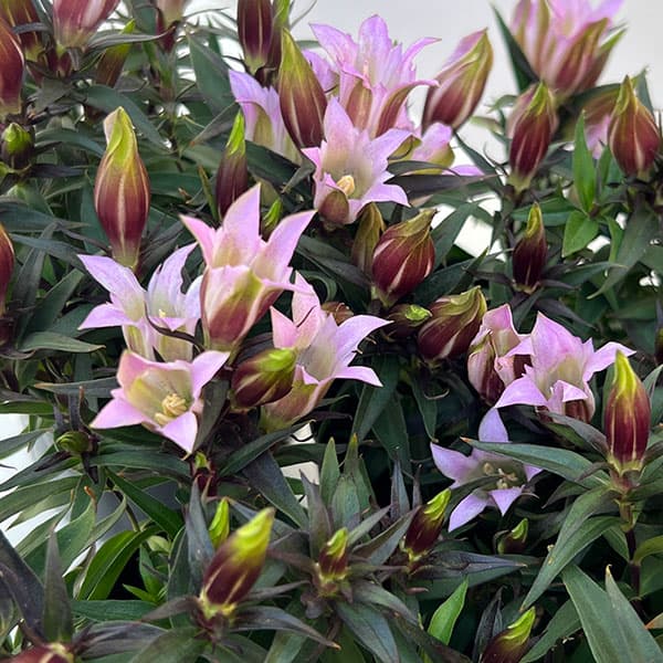 [送料無料]リンドウ：セシルピンク3号ポット 12株セット