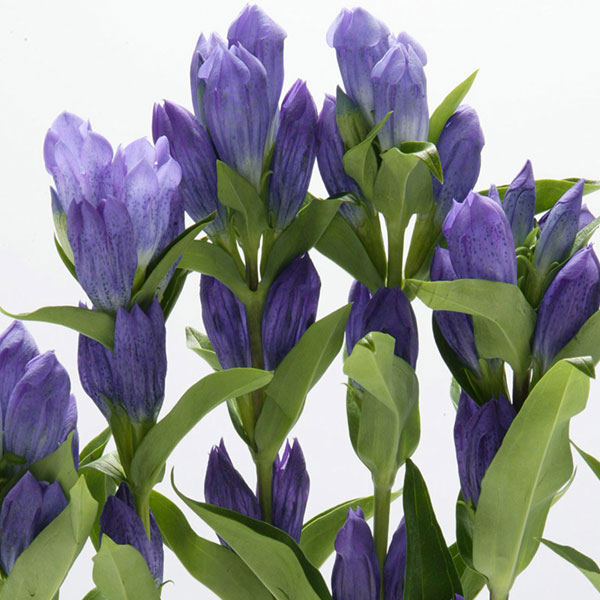 [送料無料]切り花向きリンドウ：紫花2.5号ポット 12株セット