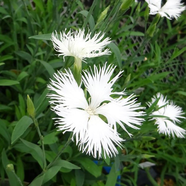 [送料無料]ダイアンサス（カワラナデシコ）：ミーティア・ホワイト3-3.5号ポット 12株セット