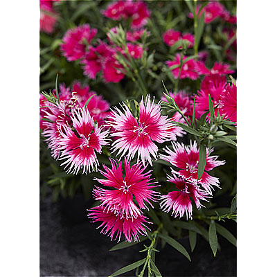 [送料無料]ダイアンサス：スープラ・チェリーピコティ3.5号ポット 12株セット