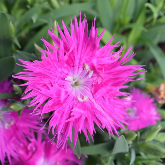 [送料無料]ダイアンサス：スープラ・パープル3.5号ポット 12株セット