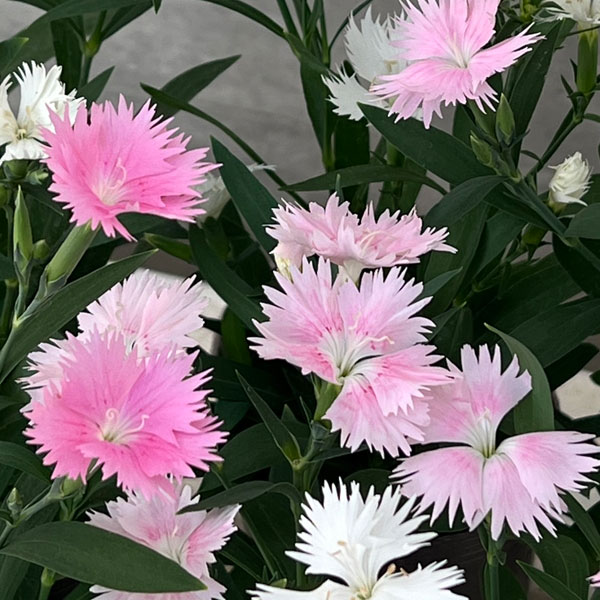 [送料無料]ダイアンサス：スープラ・ピンク3.5号ポット 12株セット