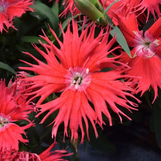 [送料無料]ダイアンサス：スープラ・レッド3.5号ポット 12株セット