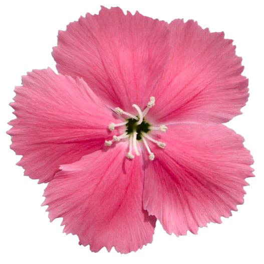 [送料無料]ダイアンサス：ダイアナ　ピンク3.5号ポット 12株セット