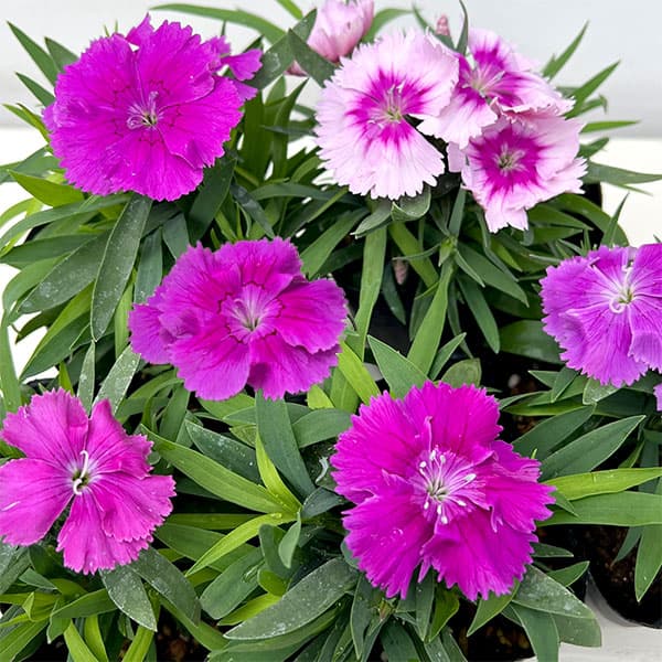 [送料無料]ダイアンサス：ダイアナ　ブルーベリー3.5号ポット 12株セット