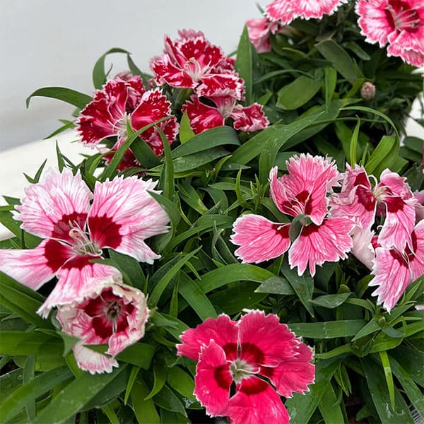 [送料無料]ダイアンサス：ダイアナ　ラディアントスカーレット3.5号ポット 12株セット