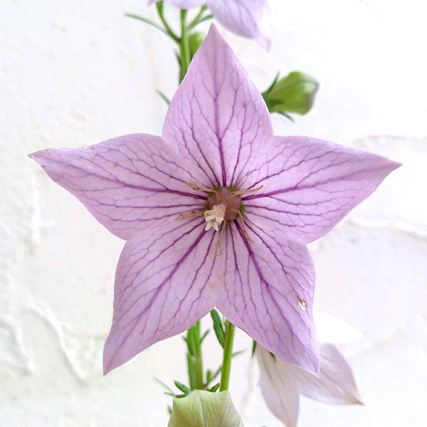 [送料無料]おもてなしキキョウ(桔梗）：一重系あずき3号ポット（高性） 12株セット