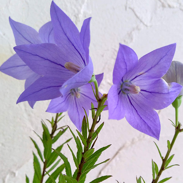 [送料無料]おもてなしキキョウ(桔梗）：一重系パープル3号ポット（高性） 12株セット