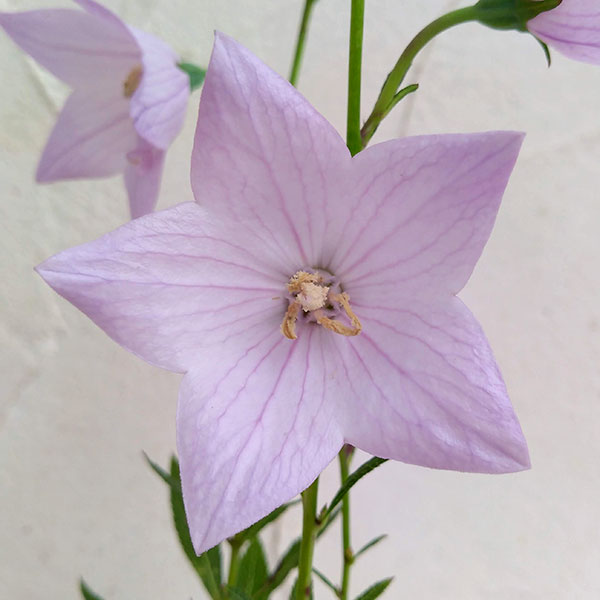 [送料無料]おもてなしキキョウ(桔梗）：一重系ピンク3号ポット（高性） 12株セット