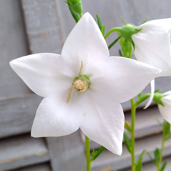 [送料無料]おもてなしキキョウ(桔梗）：一重系ホワイト3号ポット（高性） 12株セット