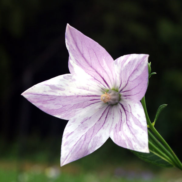 [送料無料]おもてなしキキョウ(桔梗）：一重系絞り紅花3号ポット（高性） 12株セット