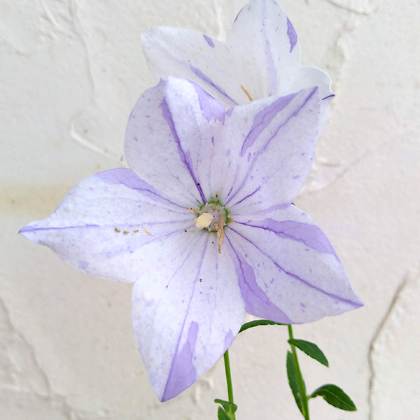 [送料無料]おもてなしキキョウ(桔梗）：一重系絞り紫3号ポット（高性） 12株セット