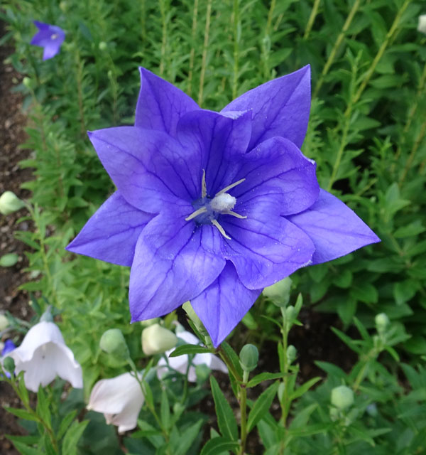 [送料無料]おもてなしキキョウ(桔梗）：二重系パープル3号ポット（高性） 12株セット