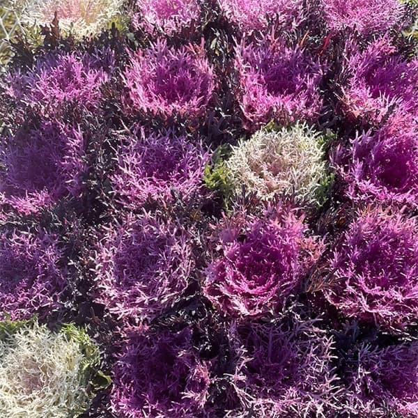 [送料無料]ハボタン：ちりり3号ポット 12株セット