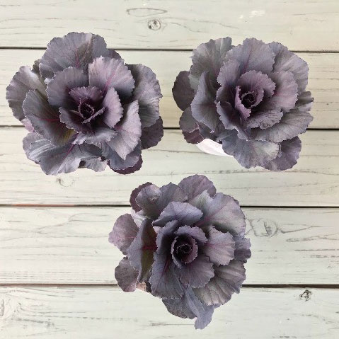 [送料無料]ハボタン：ドルチェパープル2.5号ポット 12株セット